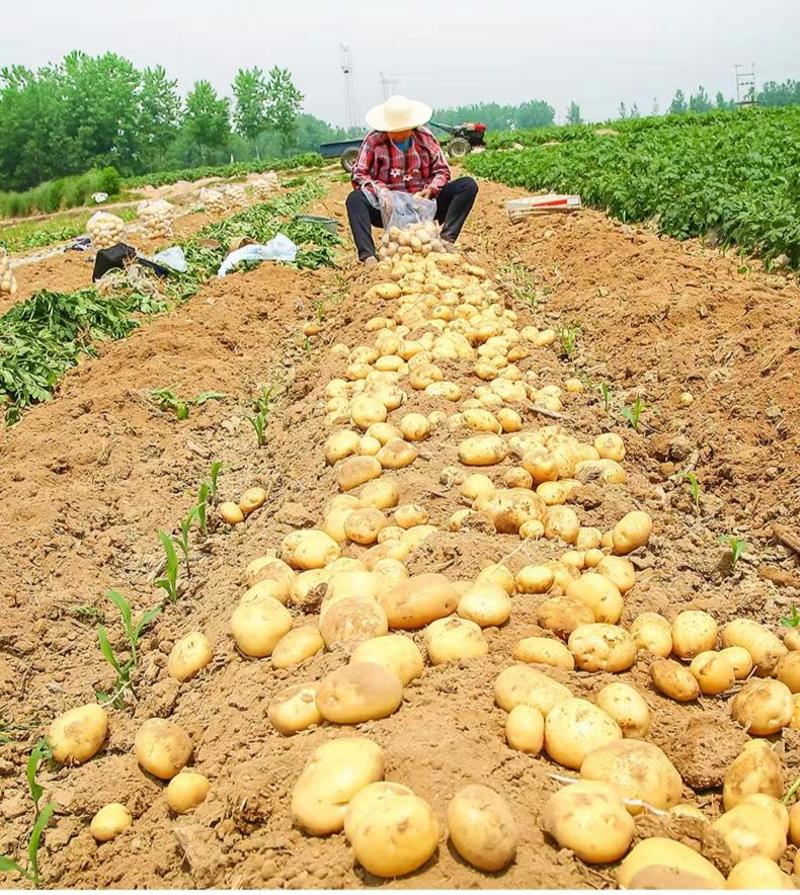 精品土豆黄心土豆基地直发货源充足量大从优欢迎致电