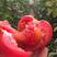 精品西红柿硬粉西红柿大量供应货源充足对接批发商