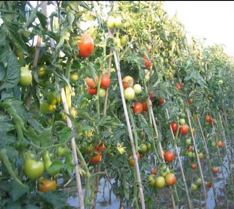 精品西红柿硬粉西红柿大量供应货源充足对接批发商