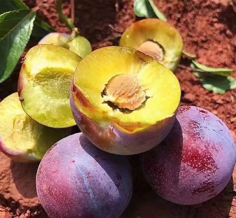 新鲜采摘的五月脆李