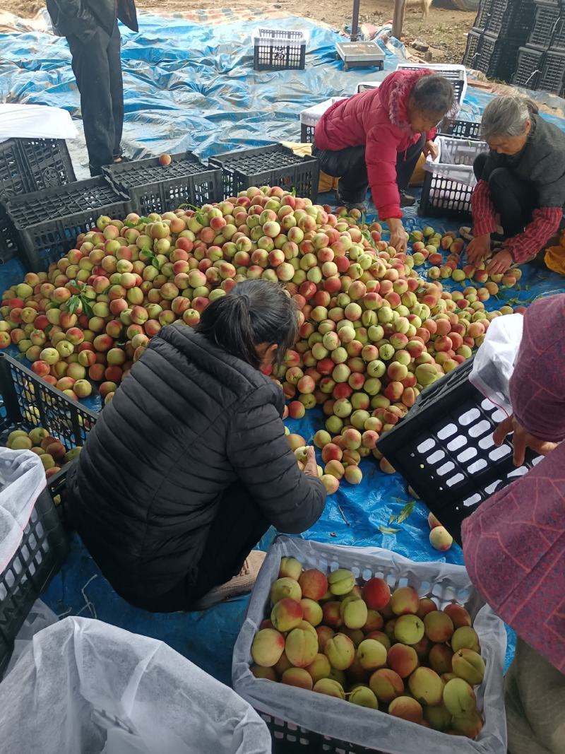 湖北枣阳中桃二号