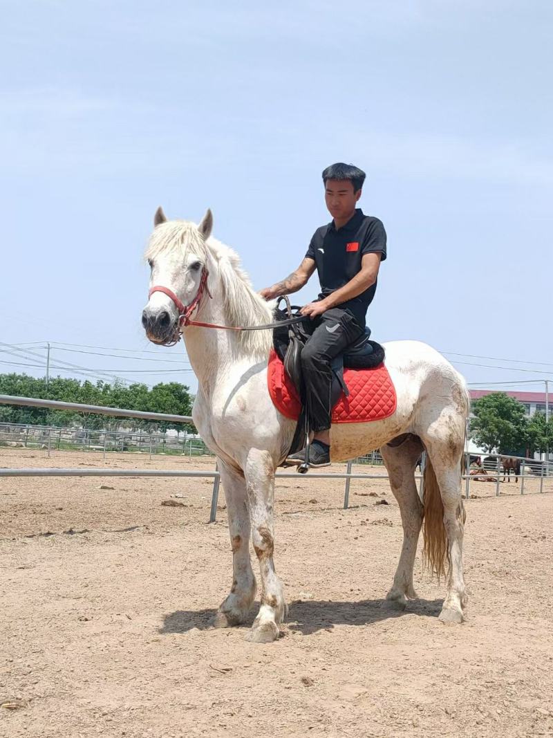大马国产德保矮马骑乘马各种颜色都有全国各地送货到家