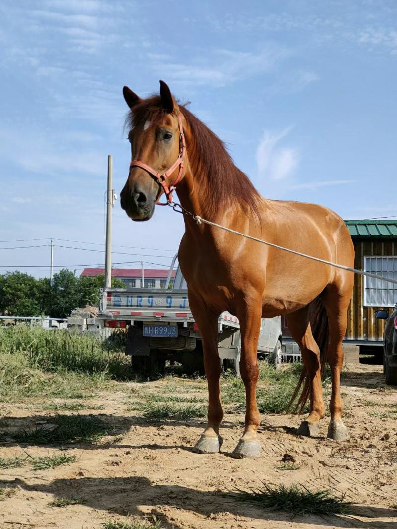 大马国产德保矮马骑乘马各种颜色都有全国各地送货到家