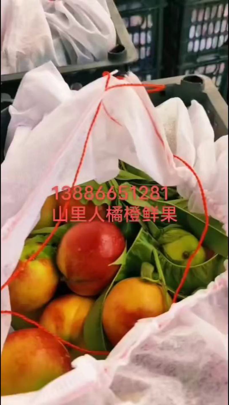 湖北宜城油桃曙光，中油19口感脆甜多汁，个大果圆大量上市