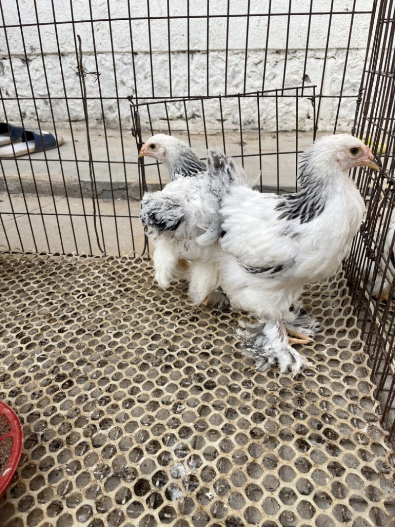 婆罗门鸡苗脱温鸡苗体系大长势快
