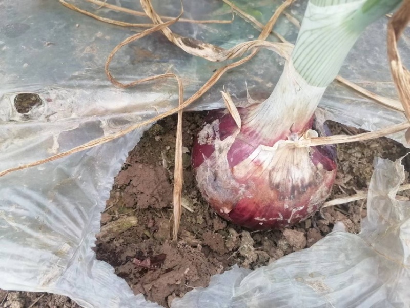 【推荐】商丘夏邑精品洋葱黄皮洋葱红皮洋葱大量上市