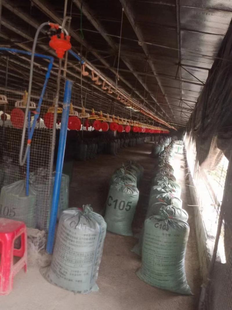 【推荐】广东鸡粪基地发货量大从优价格优惠欢迎电联