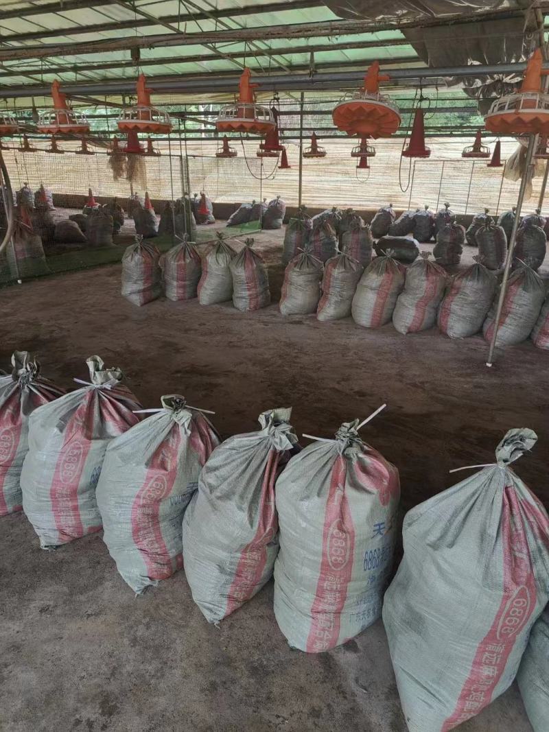 【推荐】广东鸡粪基地发货量大从优价格优惠欢迎电联