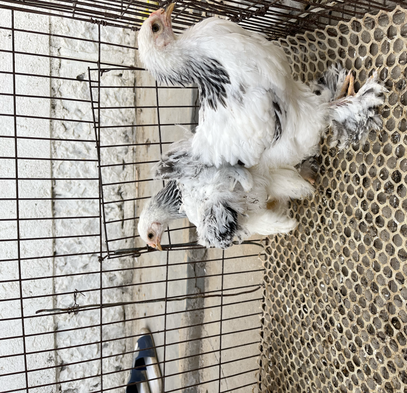 婆罗门鸡苗脱温鸡苗体系大长势快