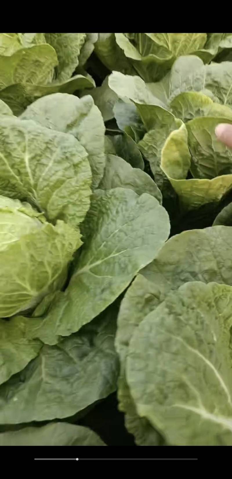 利川大白菜