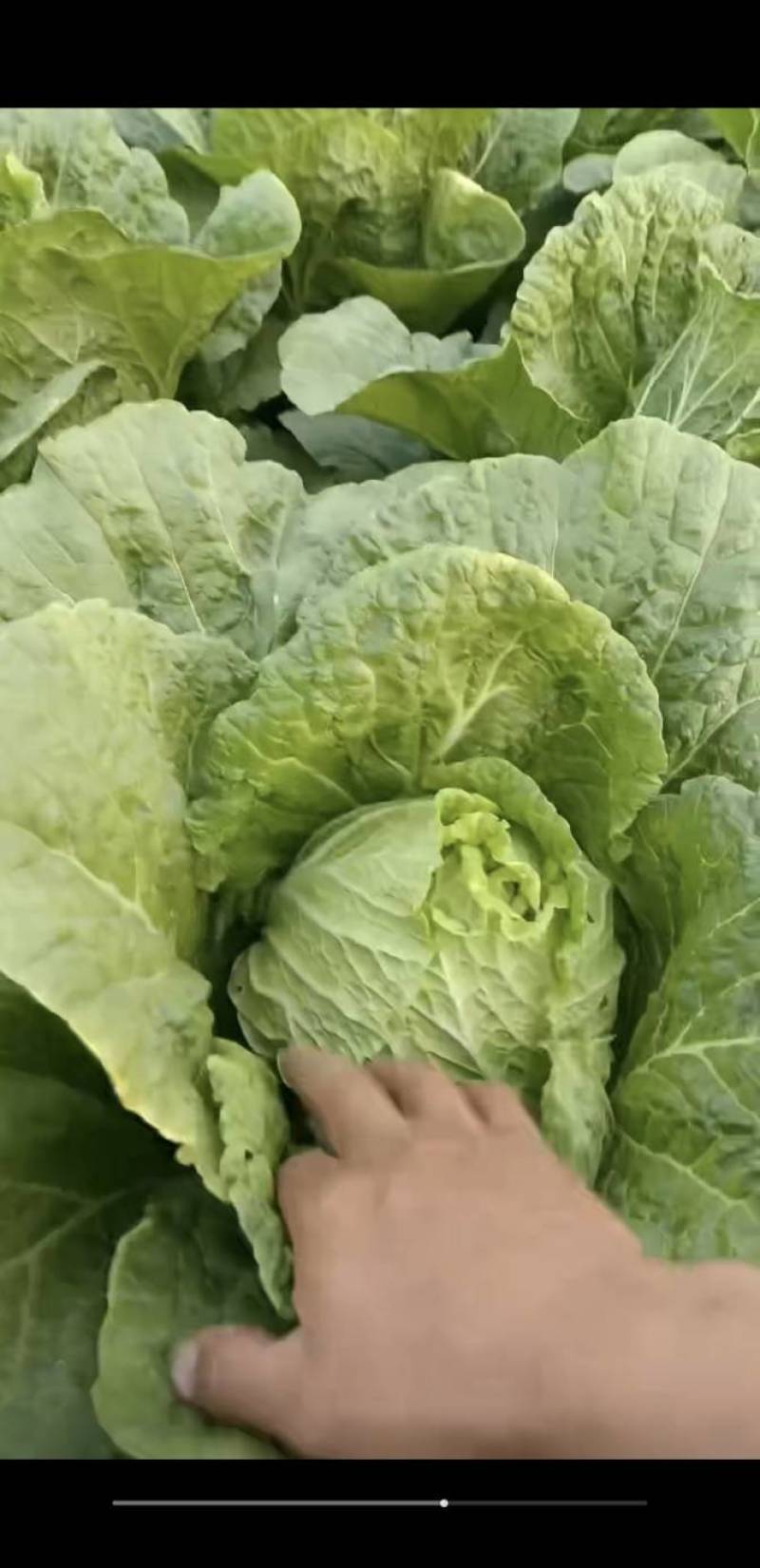 利川大白菜