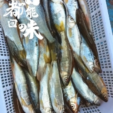 马口桃花鱼川丁