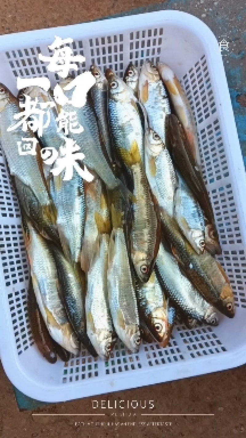 马口桃花鱼川丁