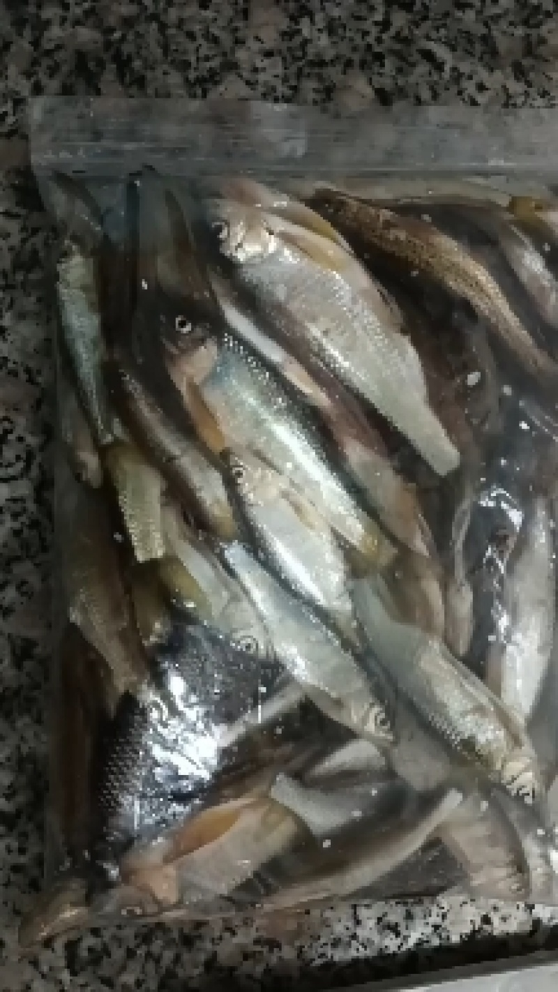 马口桃花鱼川丁