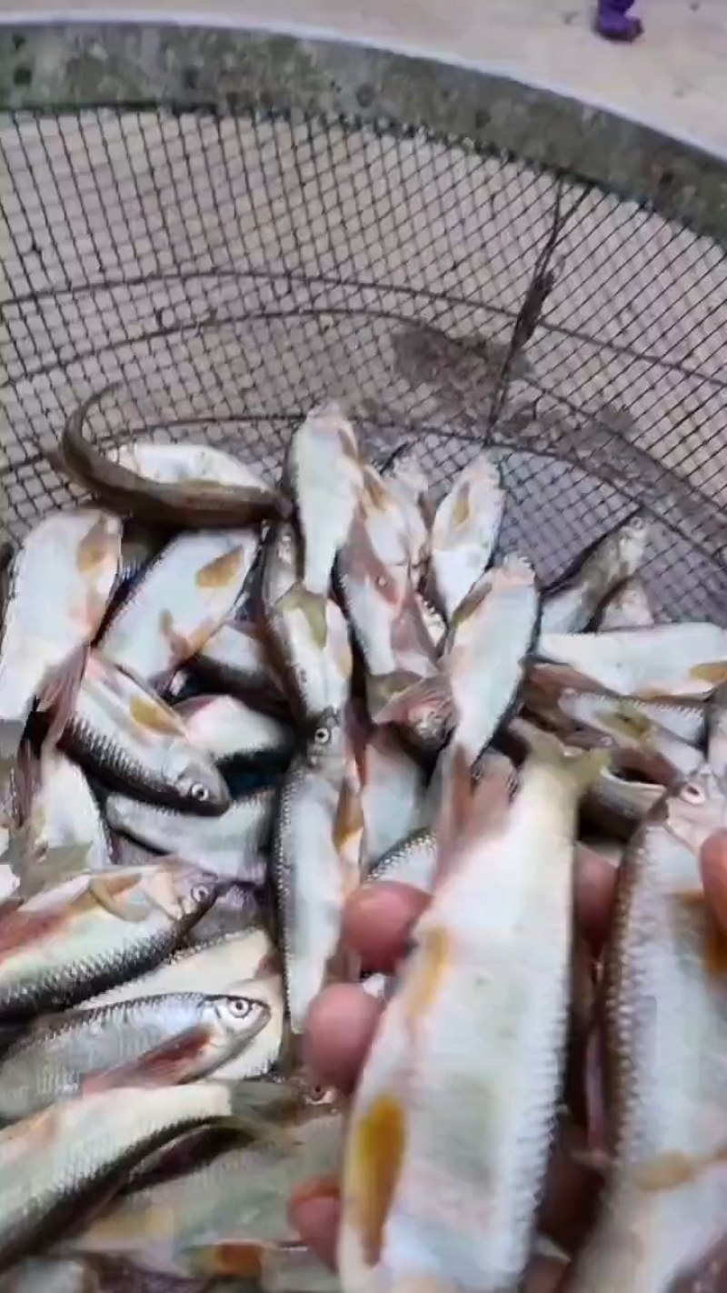 马口桃花鱼川丁