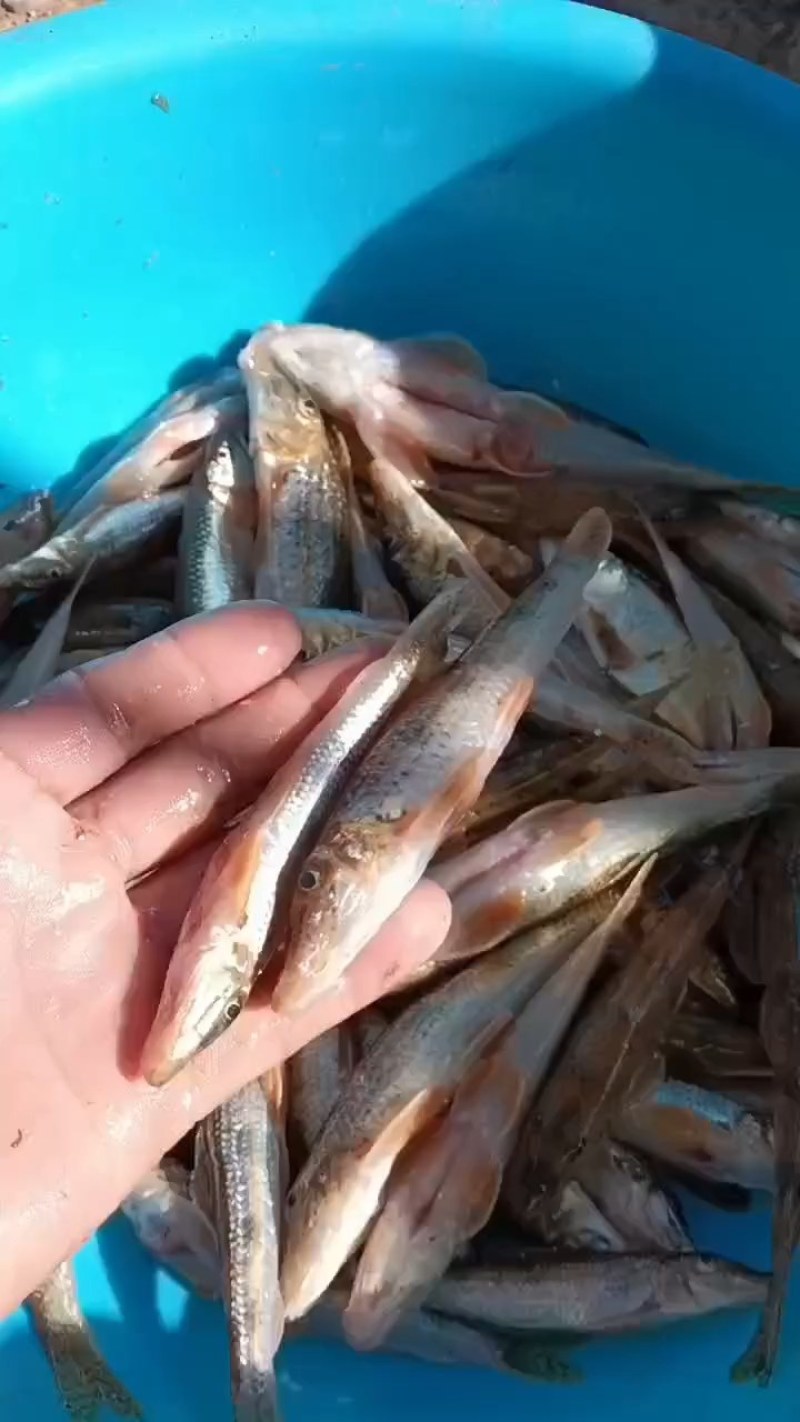 马口桃花鱼川丁
