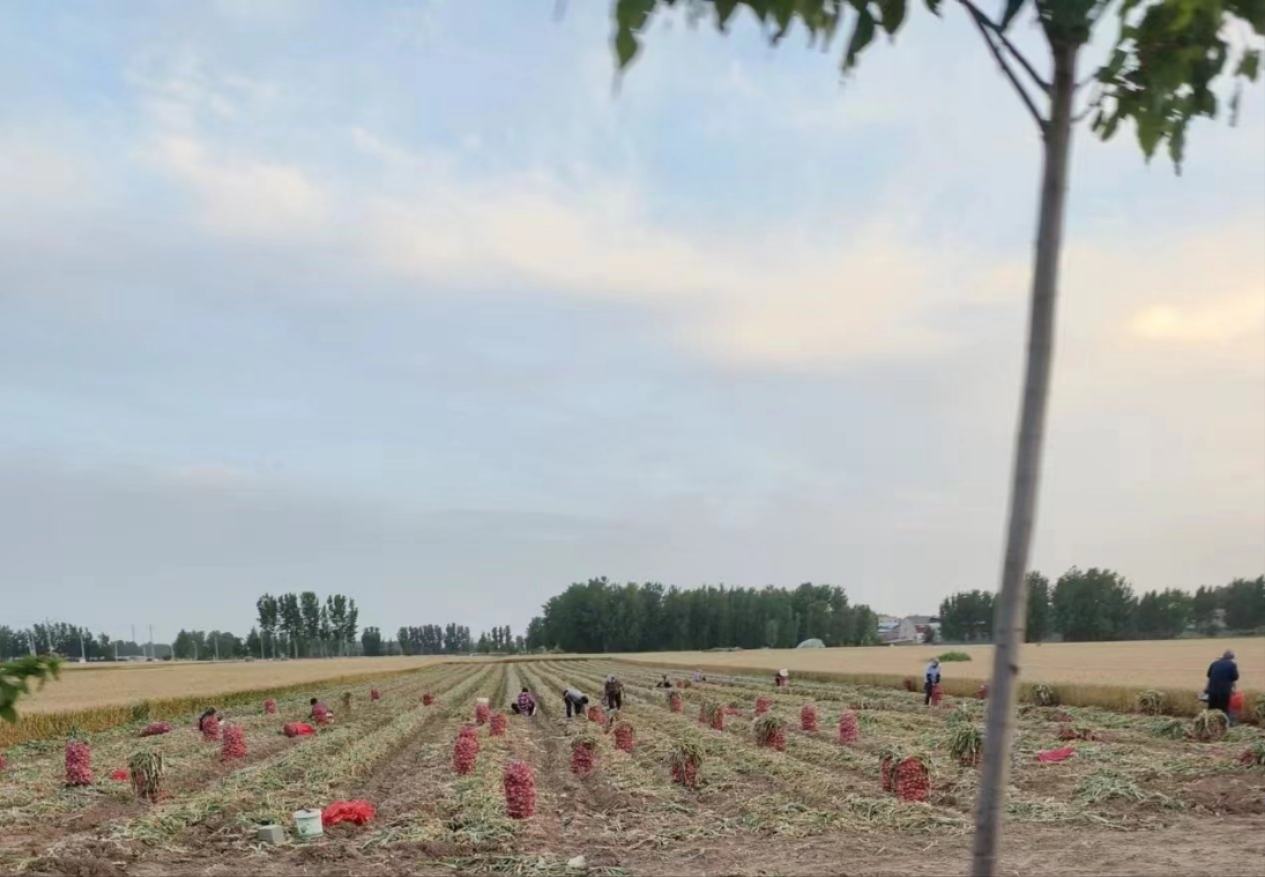 大蒜收获现场图