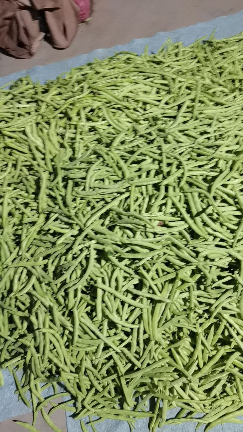 四季豆