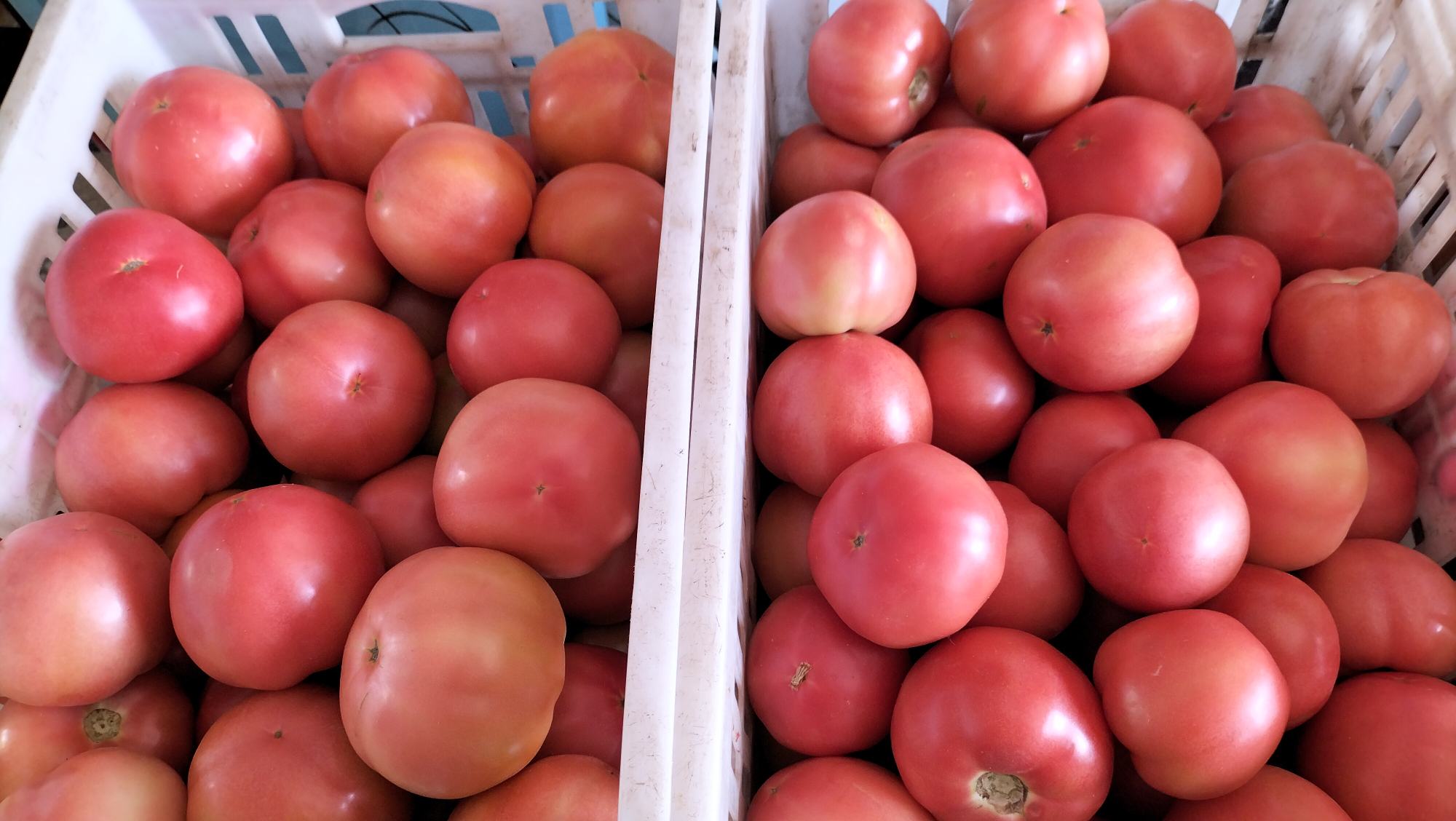 展示西红柿粉如何融入现代健康饮食方案 西红柿粉与健康饮食