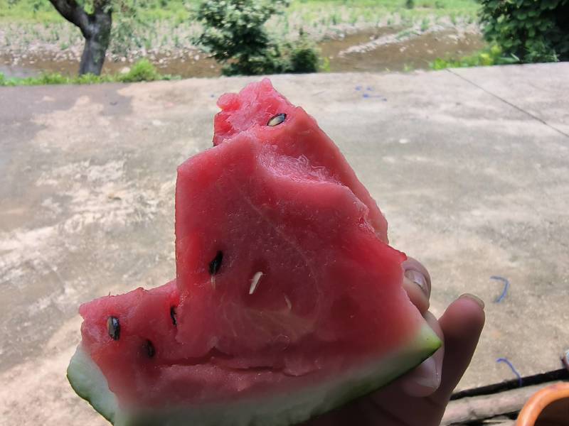 贵州本地麒麟西瓜