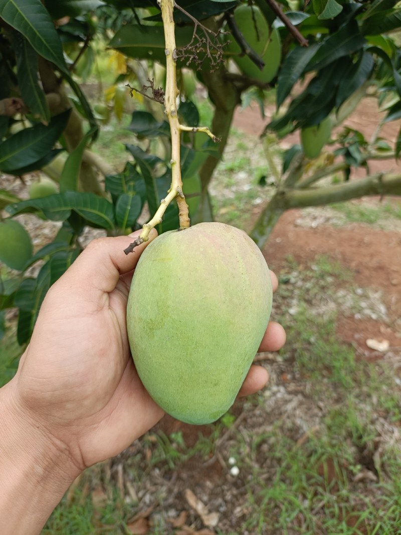 广东徐闻精品台芒，大量一手货源，现摘现发，全国均可发货
