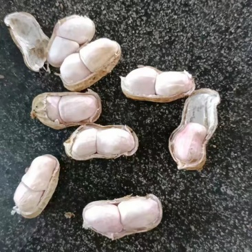 广东徐闻鲜花生，多品种，多规格，均有大量一手货源。