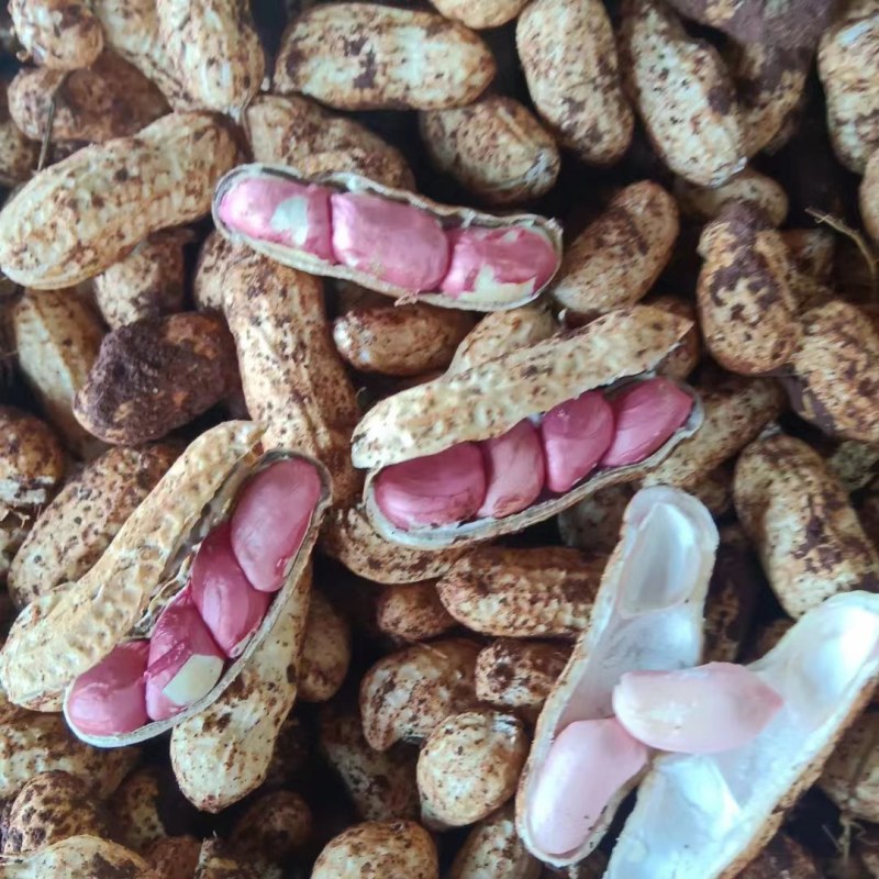 广东徐闻鲜花生，多品种，多规格，均有大量一手货源。