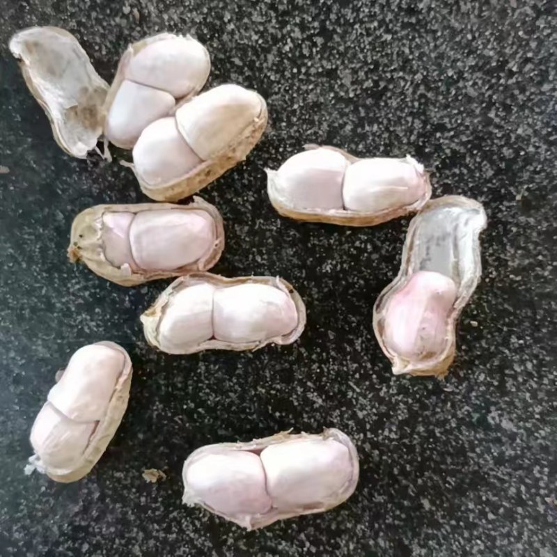 广东徐闻鲜花生，多品种，多规格，均有大量一手货源。