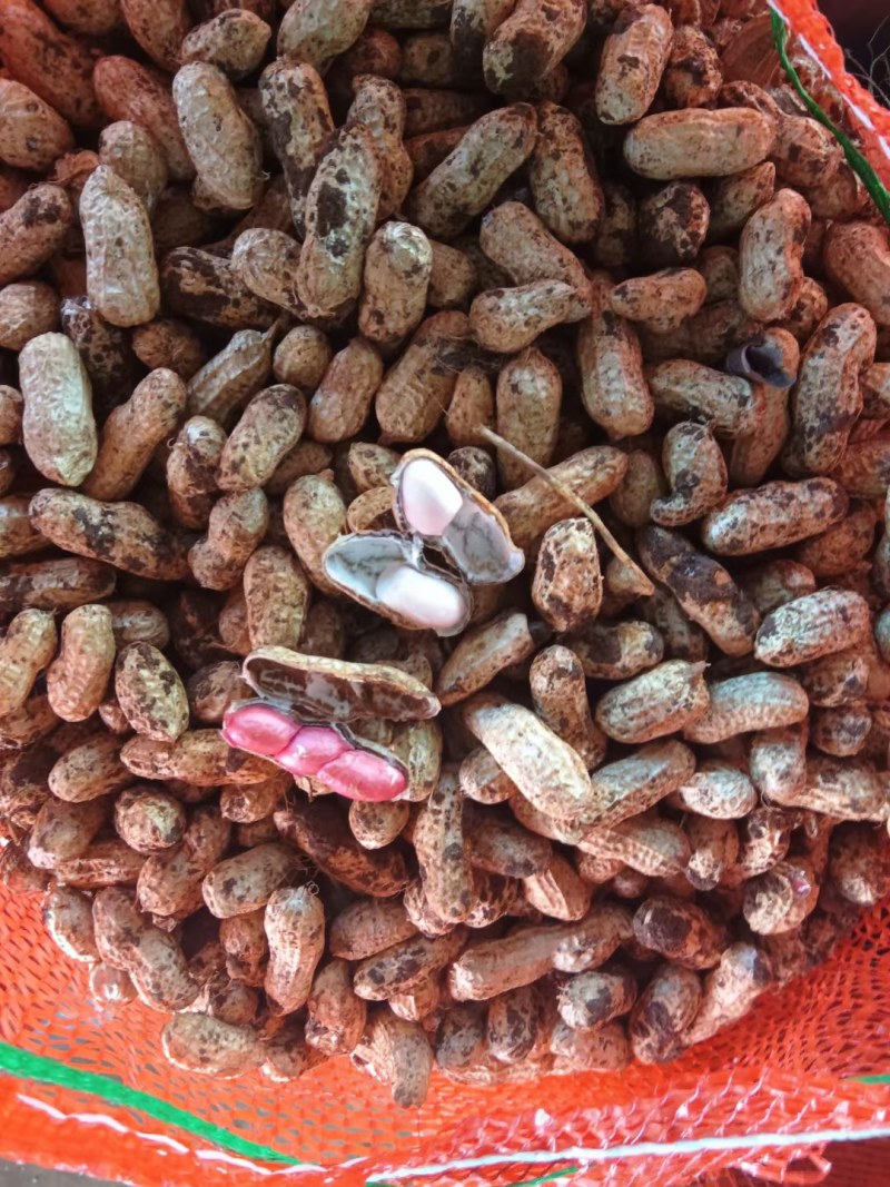 广东徐闻鲜花生，多品种，多规格，均有大量一手货源。