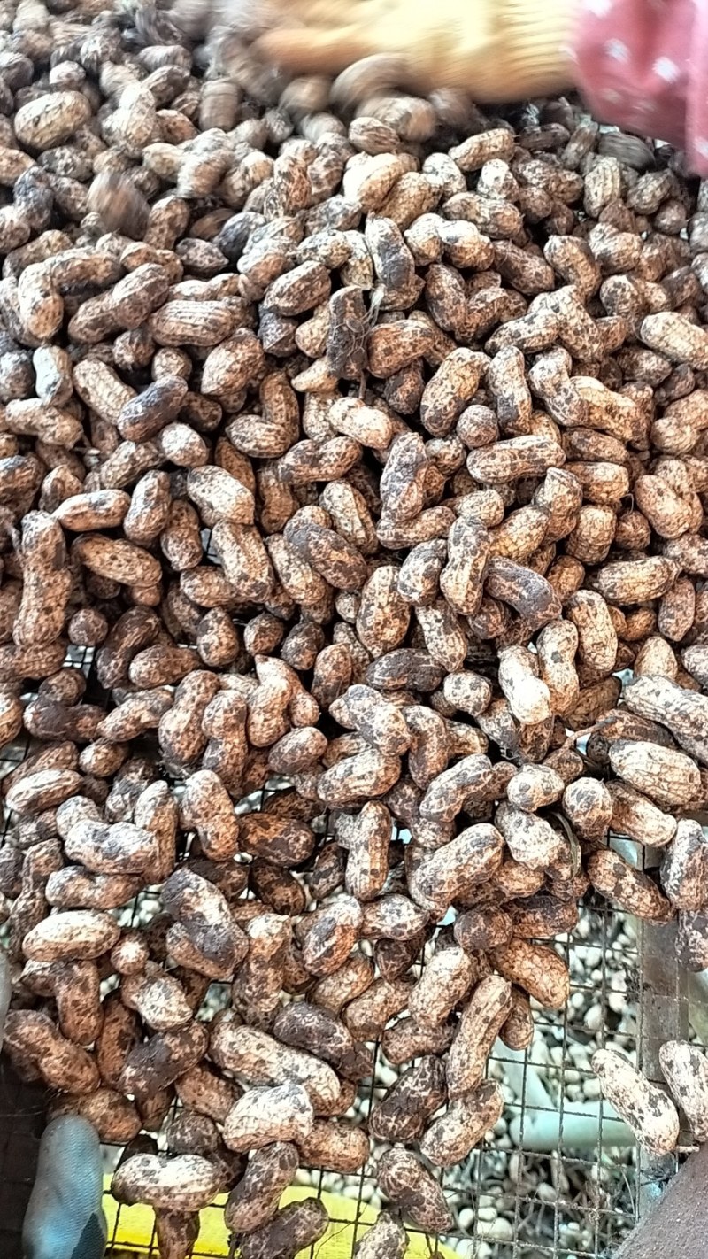 广东徐闻鲜花生，多品种，多规格，均有大量一手货源。