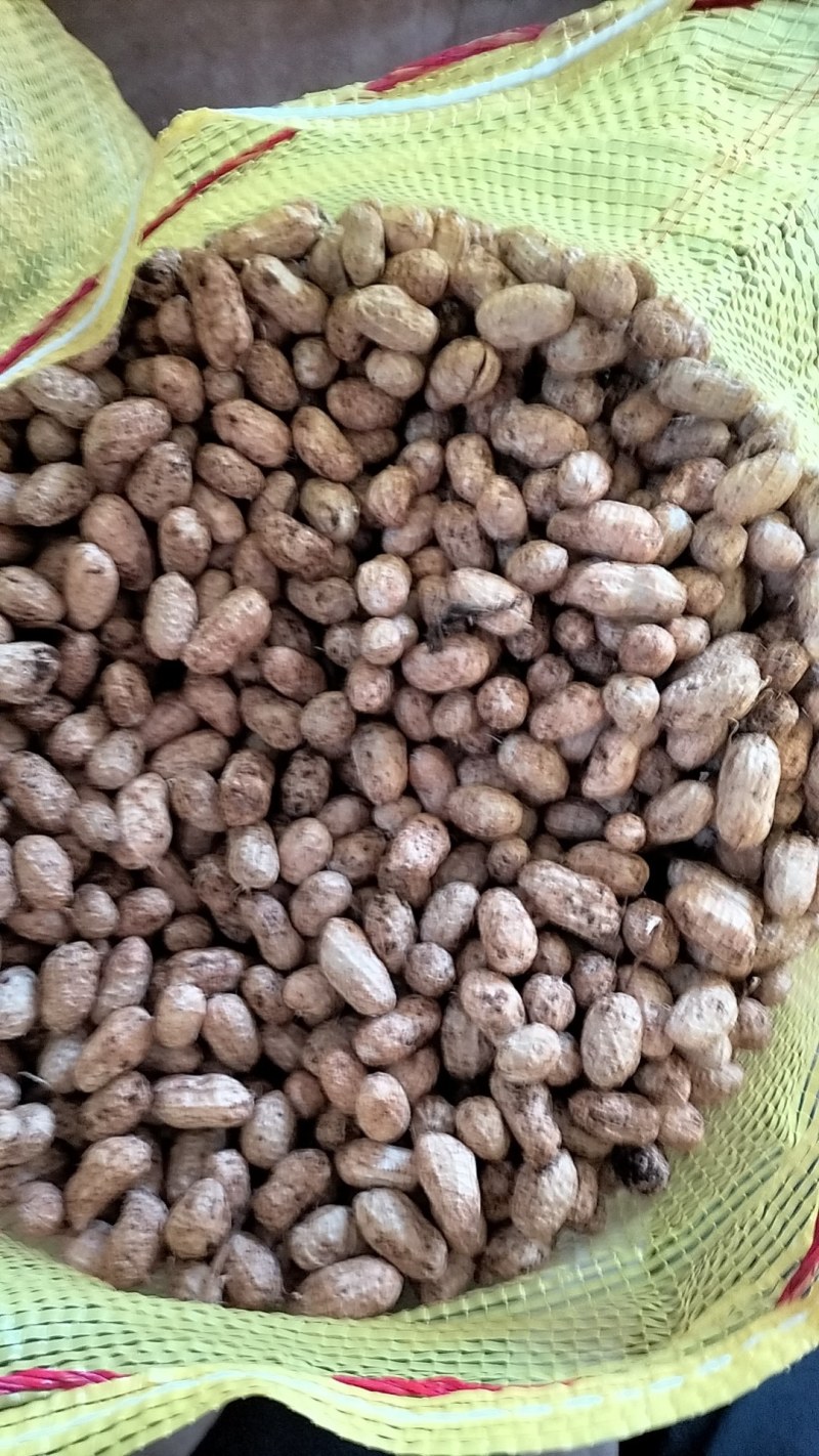 广东徐闻鲜花生，多品种，多规格，均有大量一手货源。