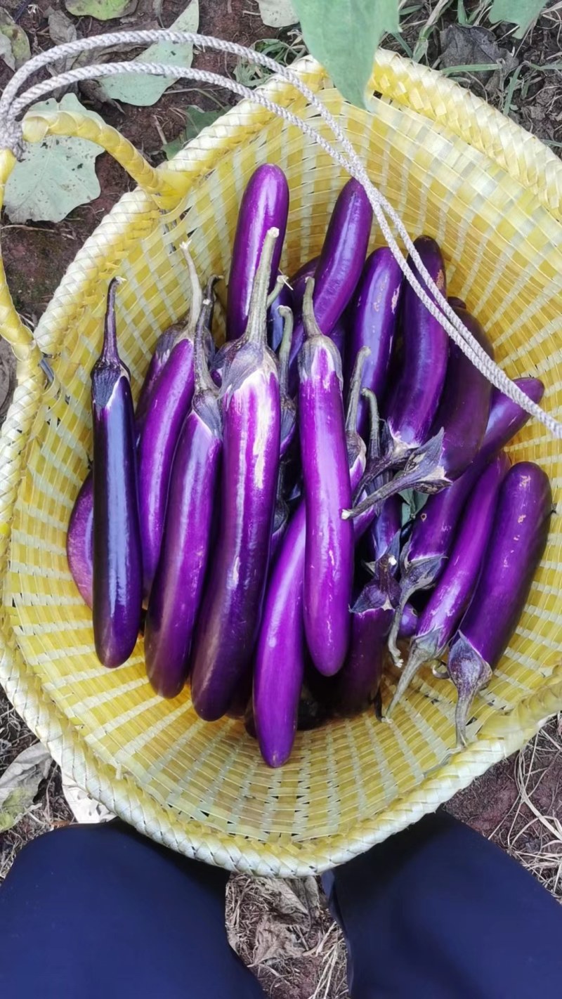 广东徐闻紫长茄，价格冰凉，欢迎联系