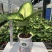 玛丽安（万年青科）花叶万年青玛丽安室内室外常备绿植盆栽净