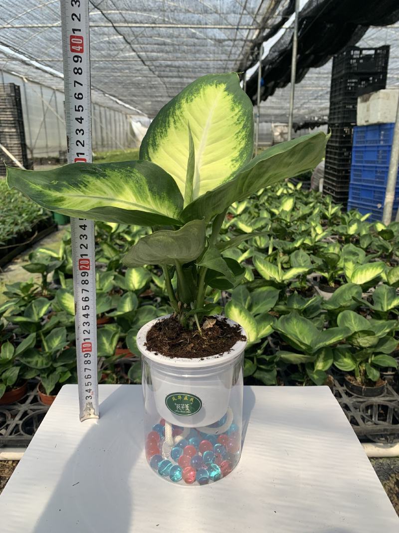 玛丽安（万年青科）花叶万年青玛丽安室内室外常备绿植盆栽净