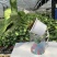 玛丽安（万年青科）花叶万年青玛丽安室内室外常备绿植盆栽净