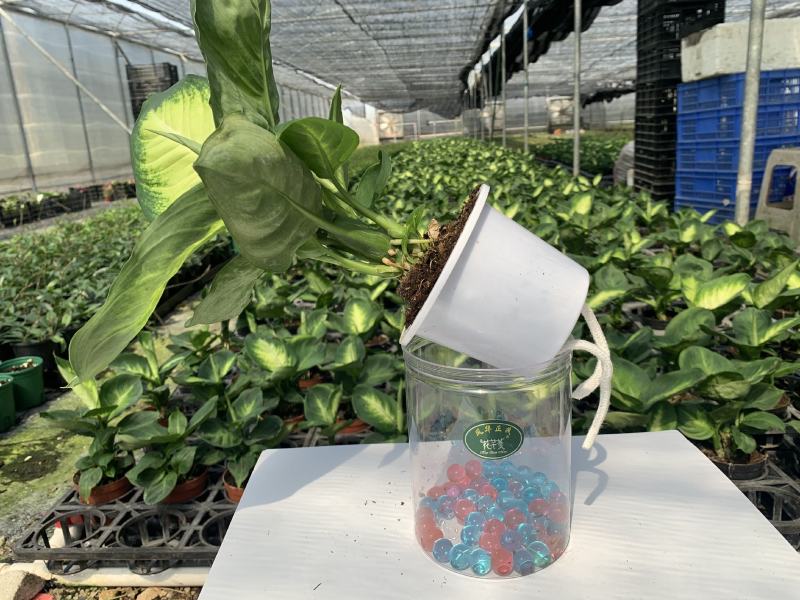 玛丽安（万年青科）花叶万年青玛丽安室内室外常备绿植盆栽净