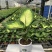 玛丽安（万年青科）花叶万年青玛丽安室内室外常备绿植盆栽净