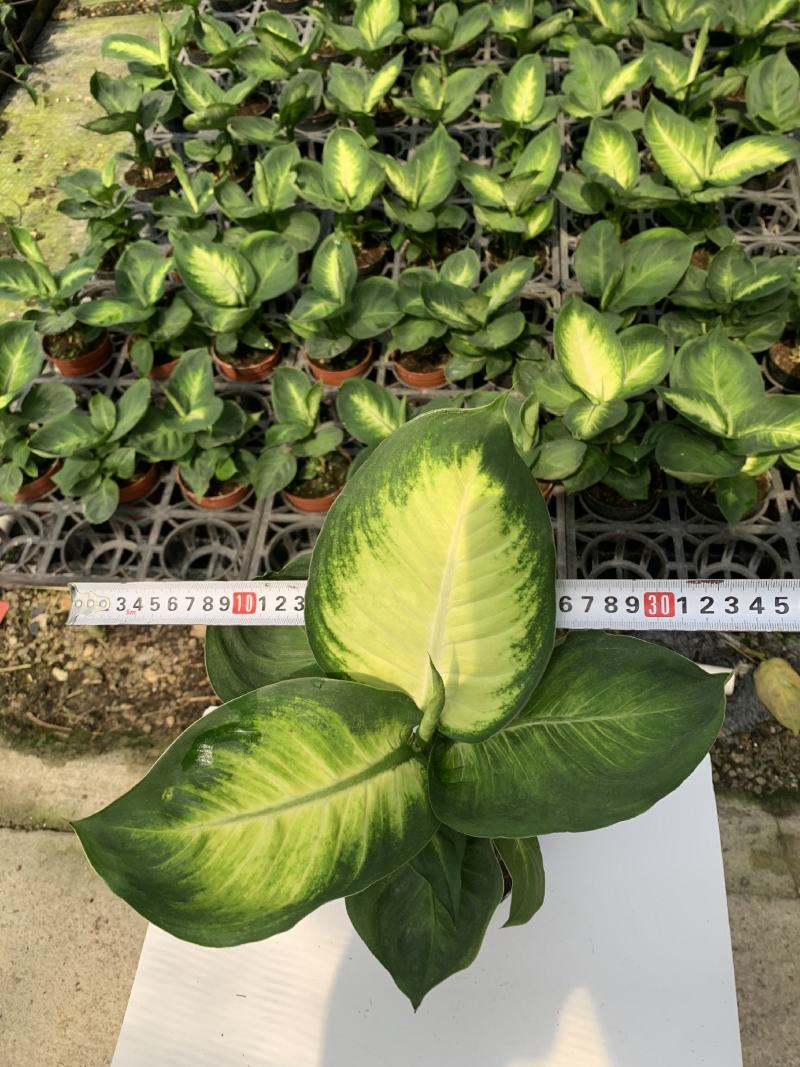 玛丽安（万年青科）花叶万年青玛丽安室内室外常备绿植盆栽净