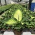 玛丽安（万年青科）花叶万年青玛丽安室内室外常备绿植盆栽净