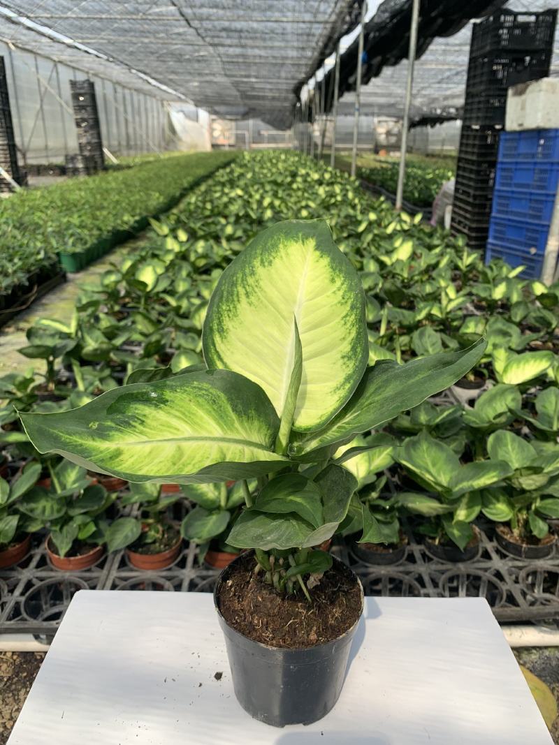 玛丽安（万年青科）花叶万年青玛丽安室内室外常备绿植盆栽净