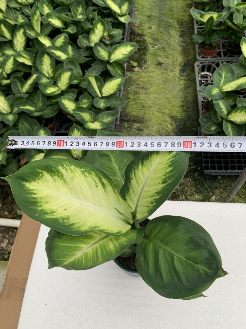 玛丽安（万年青科）花叶万年青玛丽安室内室外常备绿植盆栽净