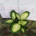 玛丽安（万年青科）花叶万年青玛丽安室内室外常备绿植盆栽净