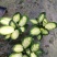 玛丽安（万年青科）花叶万年青玛丽安室内室外常备绿植盆栽净