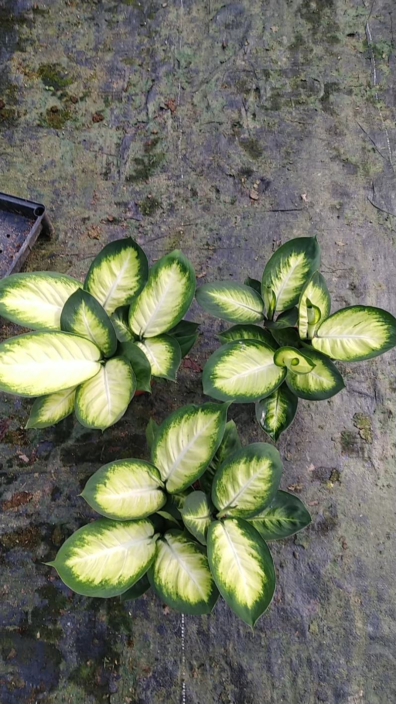 玛丽安（万年青科）花叶万年青玛丽安室内室外常备绿植盆栽净
