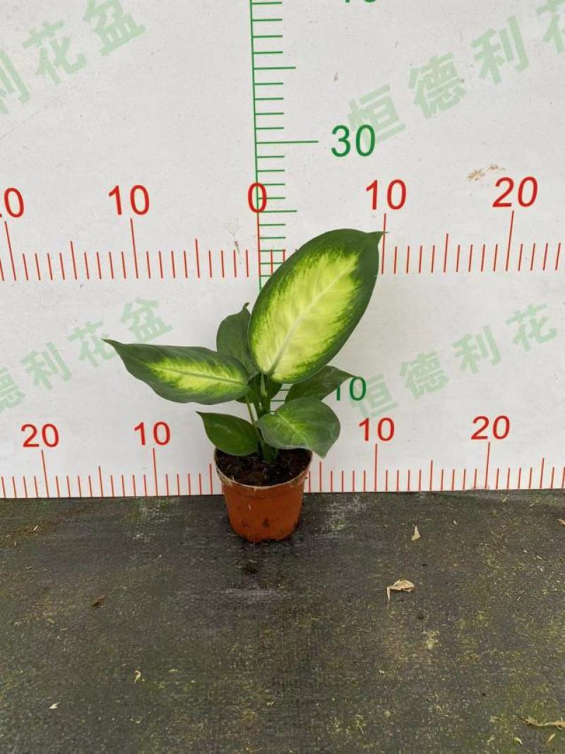 玛丽安（万年青科）花叶万年青玛丽安室内室外常备绿植盆栽净