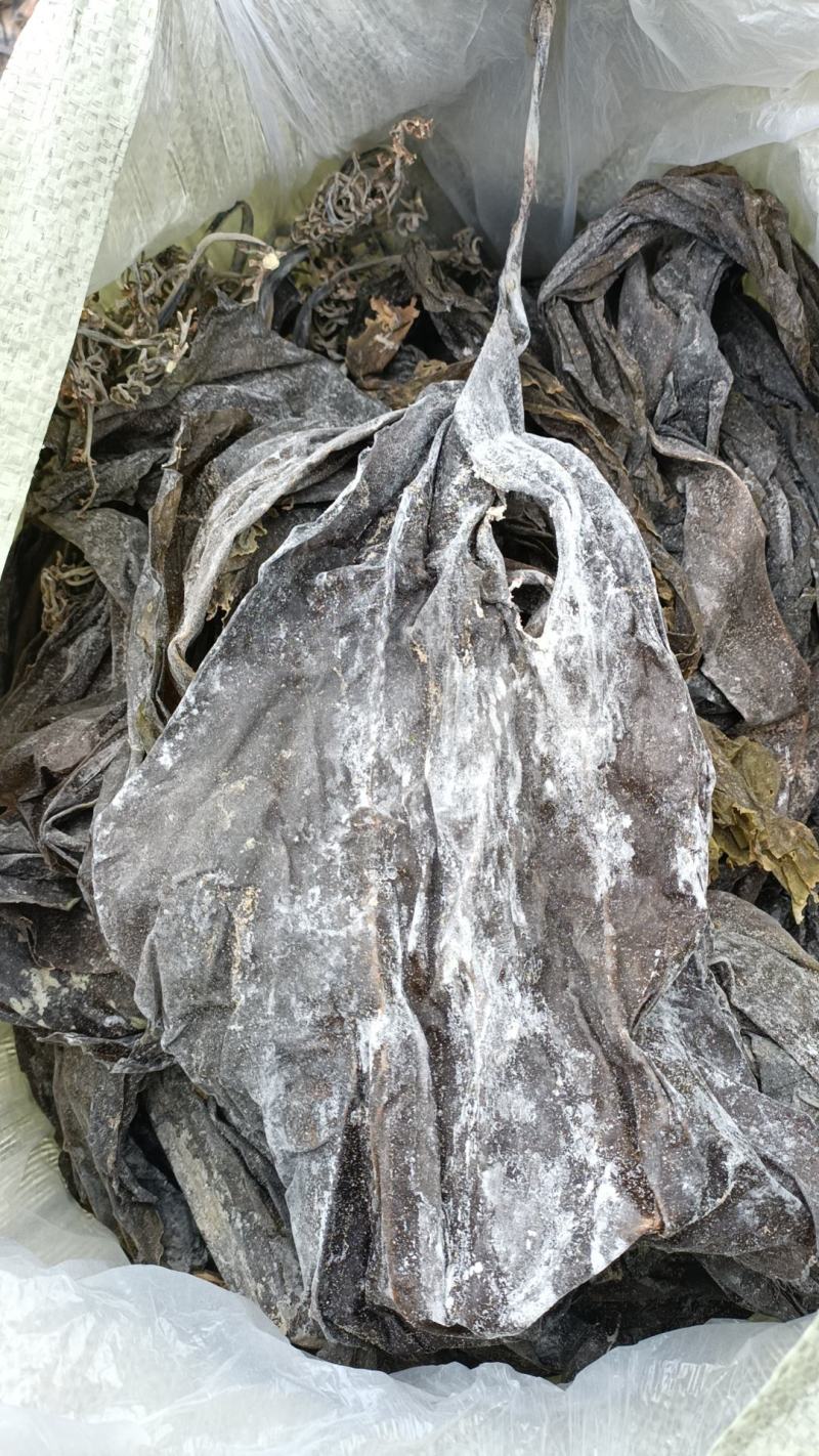 挂晒干海带大长叶嫩而不老北风菜无沙海带散装找我聊