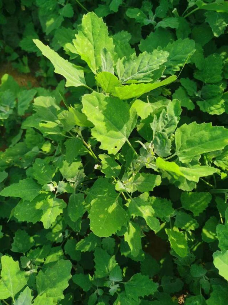 野生精品灰灰菜大量供应，一手货源，品质保证，全国发货