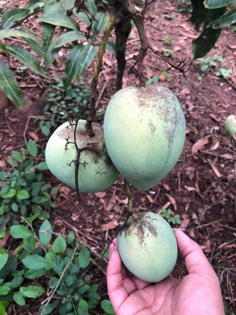 广东徐闻台芒，多规格，多档次，大量一手货源，欢迎联系