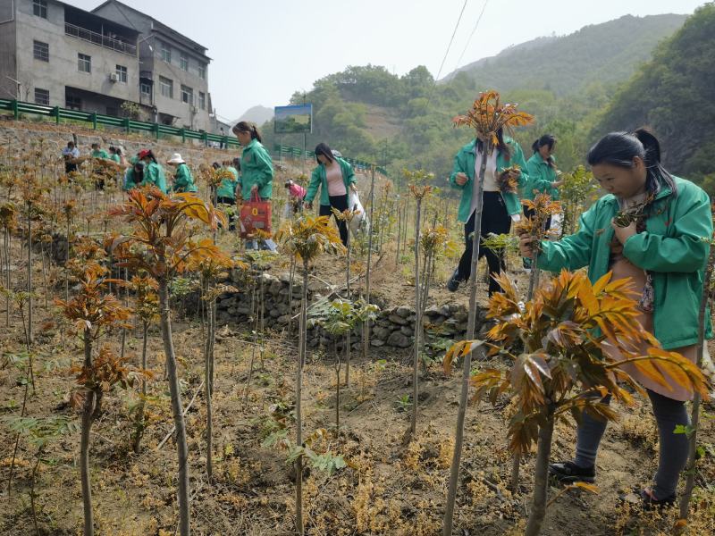 湖北郧西特产干香椿新鲜干制蔬菜香椿芽包邮