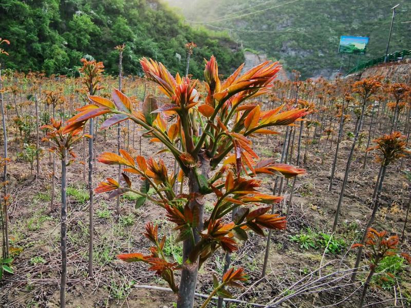 湖北郧西特产干香椿新鲜干制蔬菜香椿芽包邮